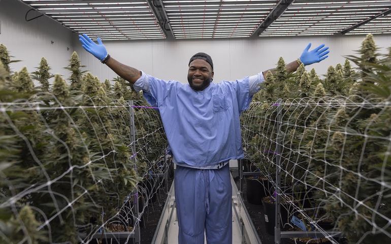 David Ortiz in a marijuana growing facility