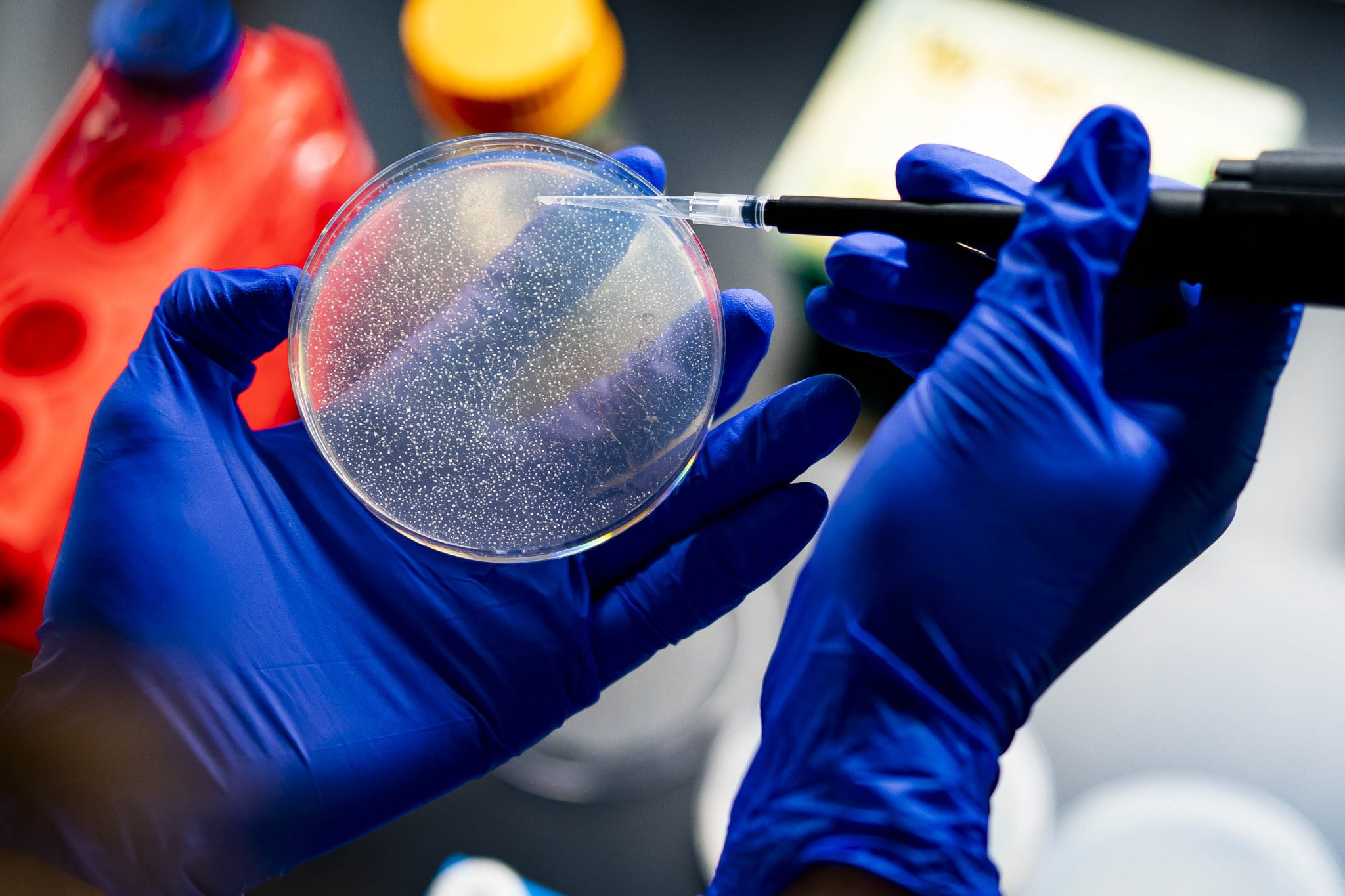 Two hands in blue gloves hold a petri dish.