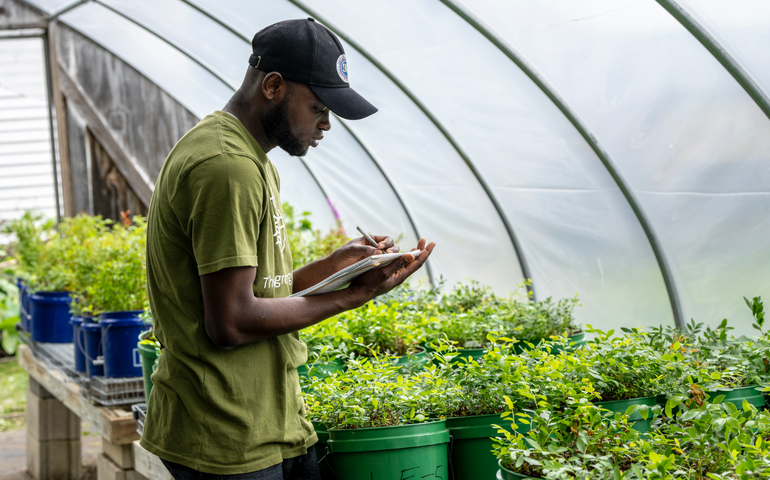 A man with blueberry plants in a greenhouse.