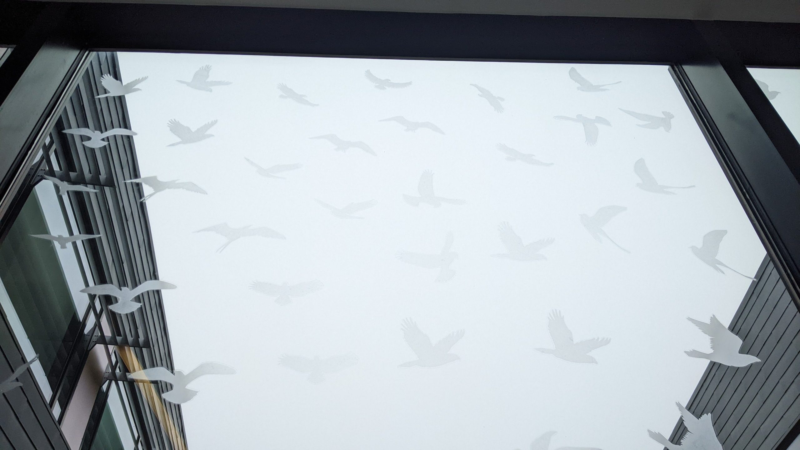 At Bigelow Lab, decals for bird-safe windows are shaped like bird.