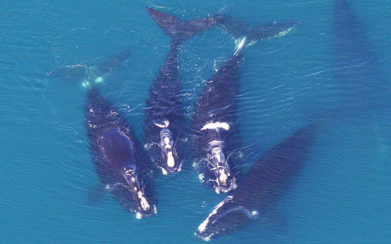 4 whales in water