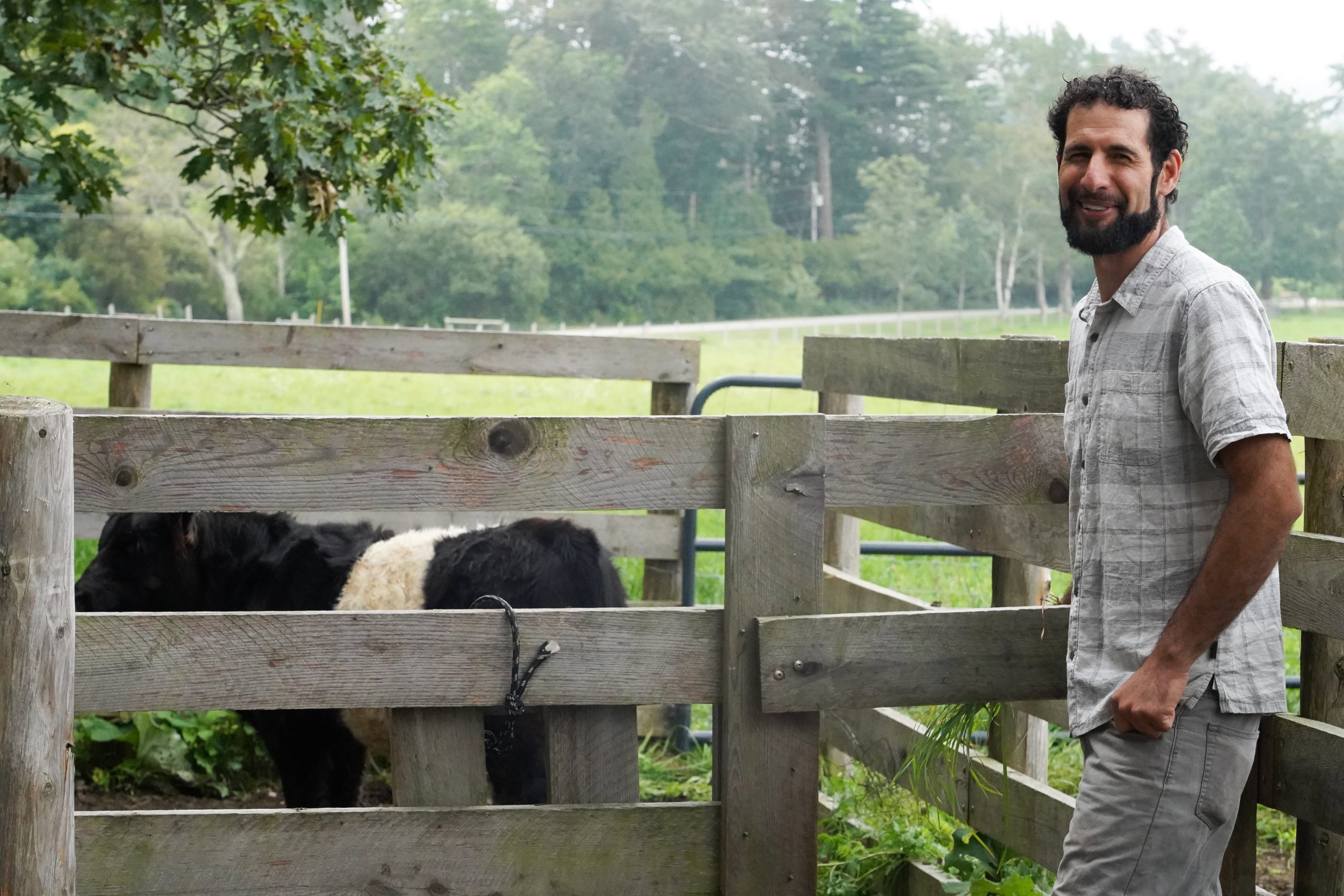 person at slat fence with cow