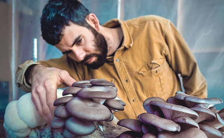 person looking at mushrooms