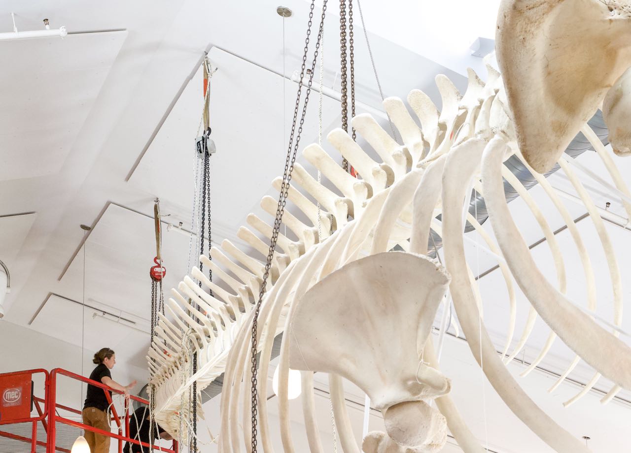 A person on a lift works with bones.