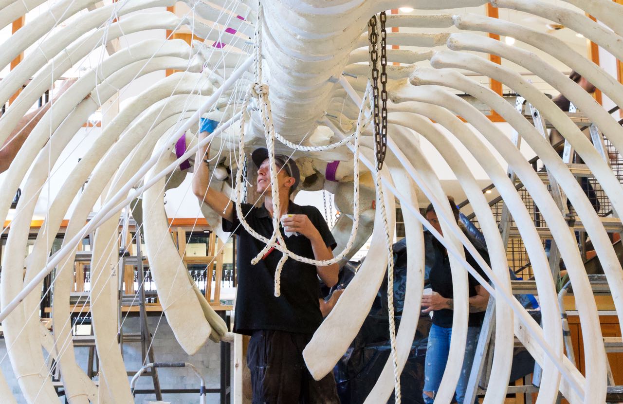 A person works inside of a rib cage.