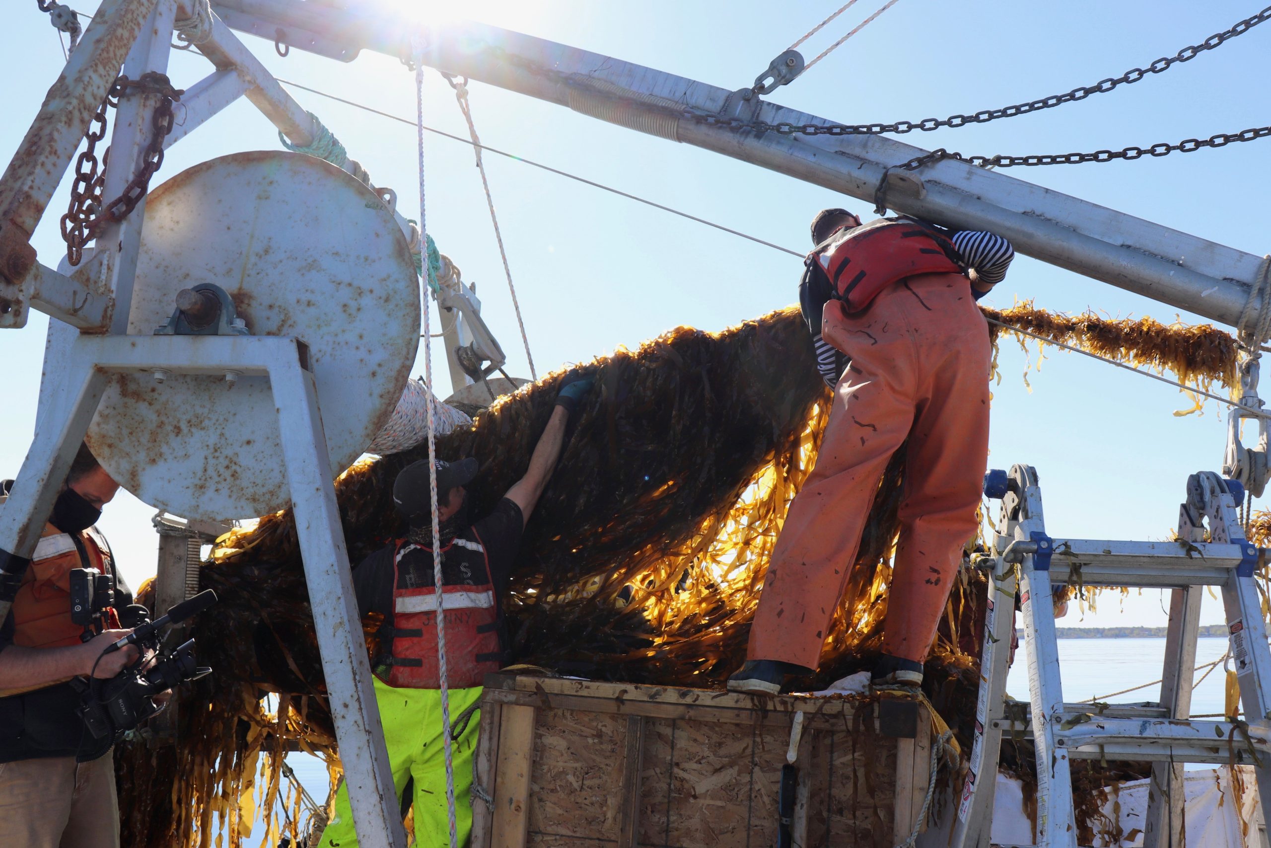 person pulling up kelp