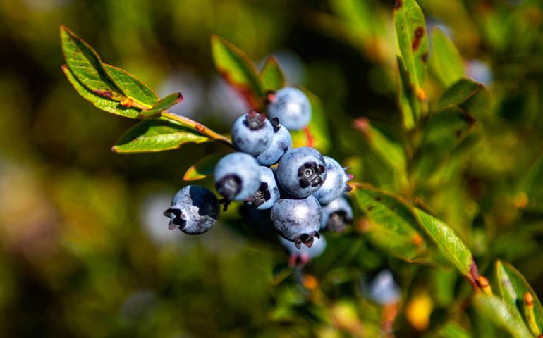blueberry plant