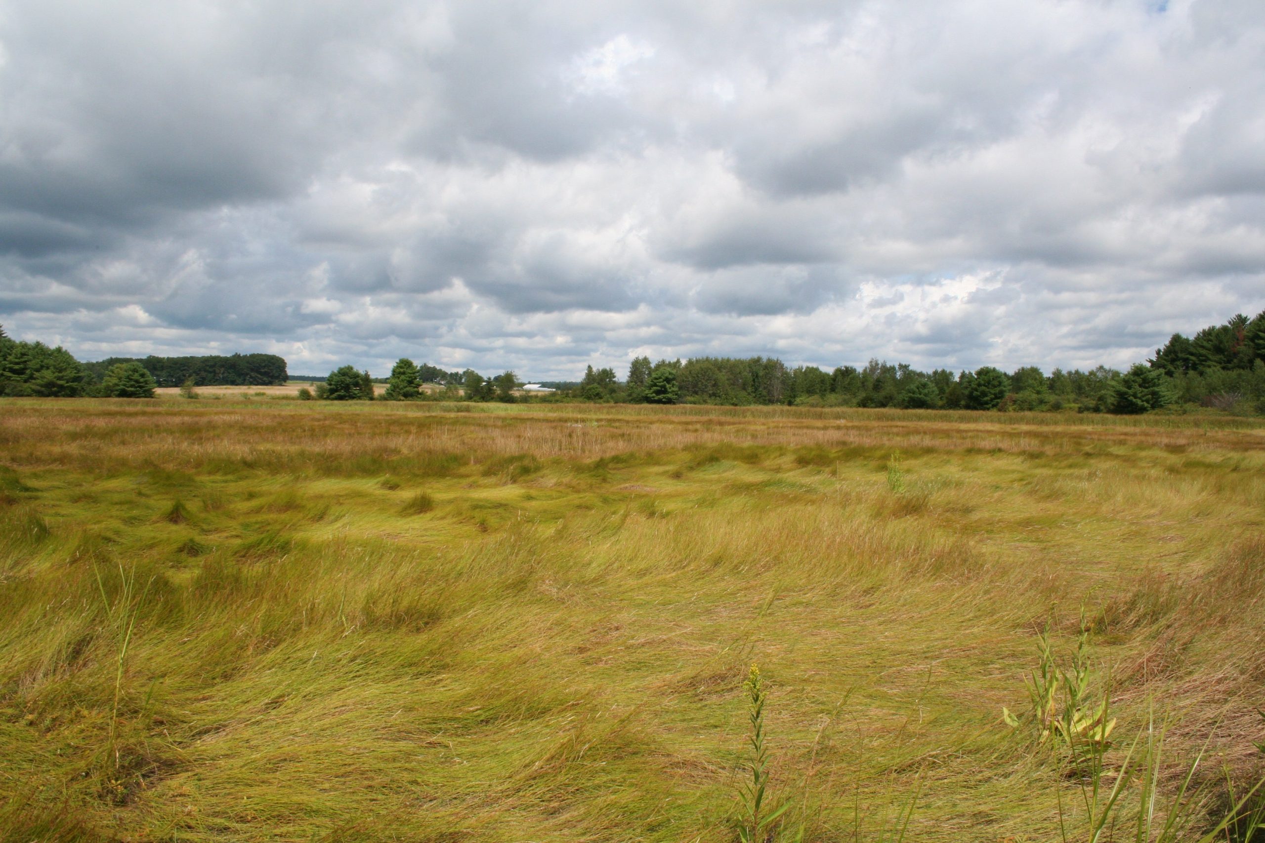 marsh, tree line and sky