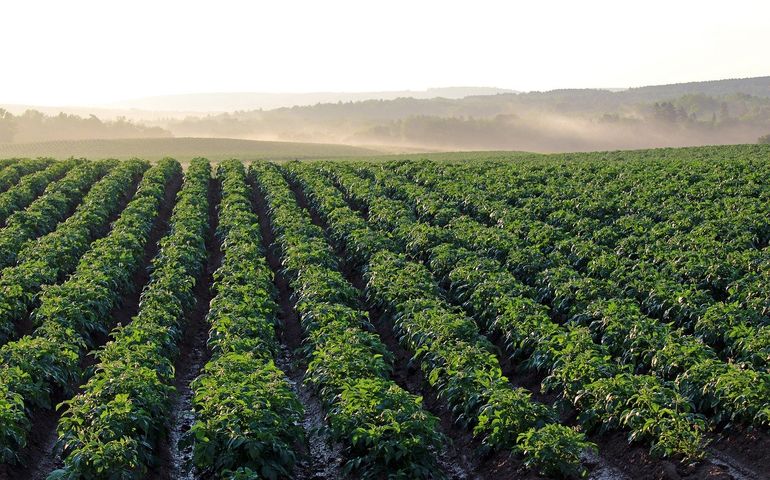 Field of potato crops in 'Aroostook County