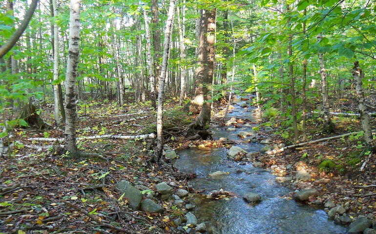 Forest