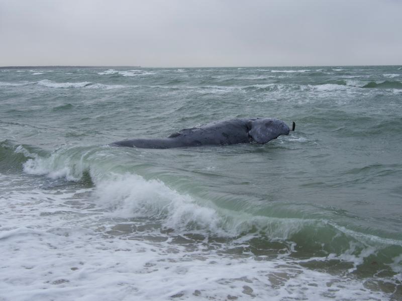 dead whale in surf