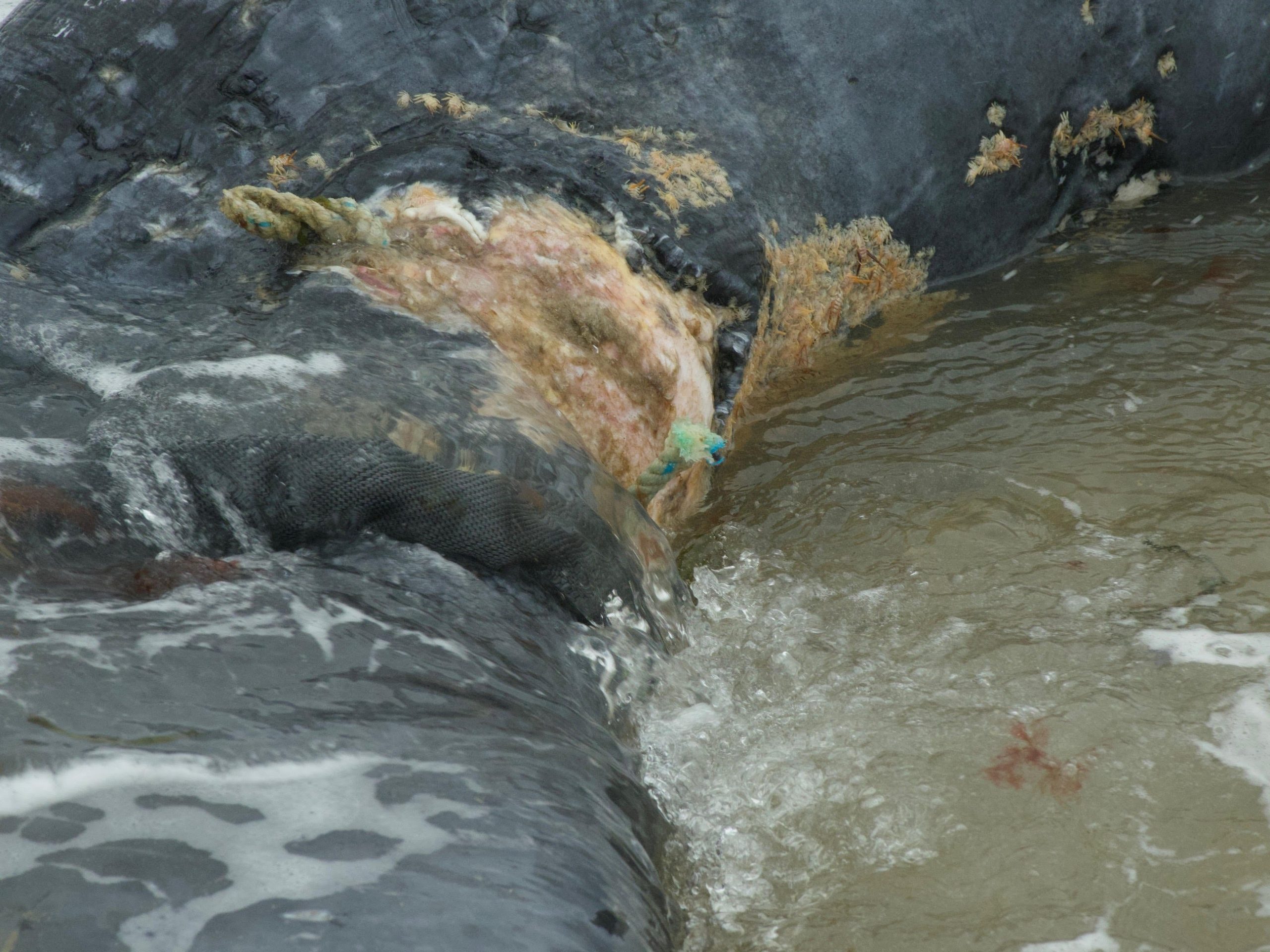 closeup of flesh with bit of green rope in water