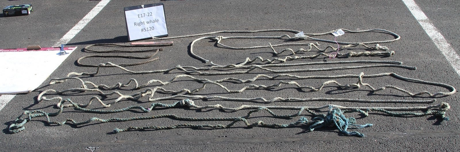 rope on pavement