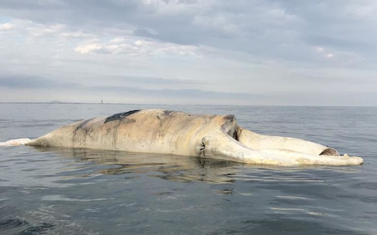 Dead whale on the water