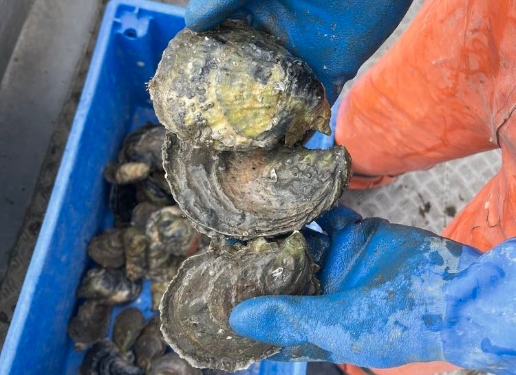 oysters and hands in blue gloves