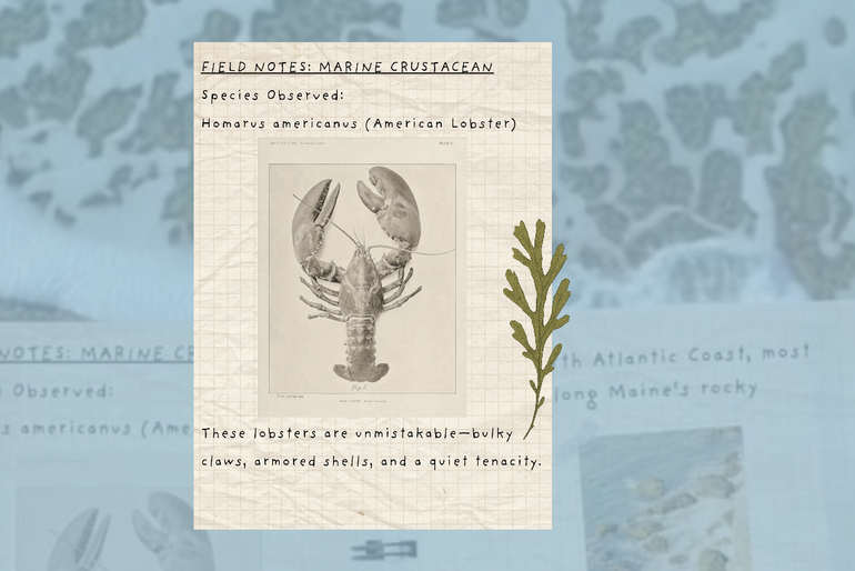 Maine Lobster Museum screen shot