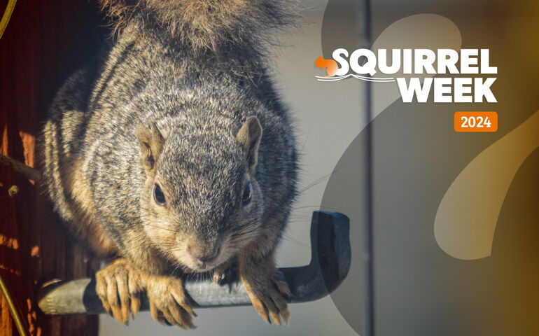 Squirrel Week social media image