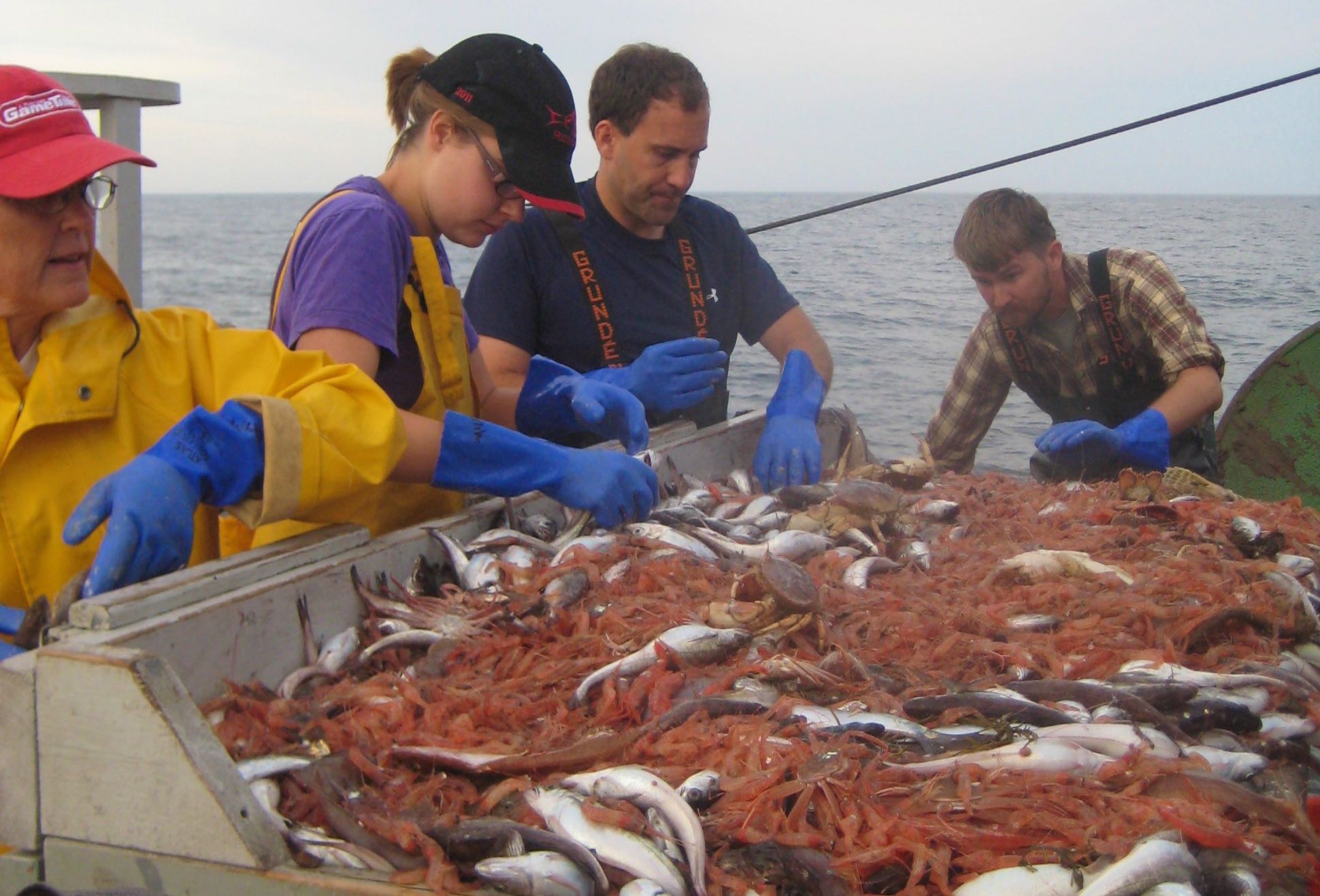 People work on a boat with a bin full of shrimp and fish.