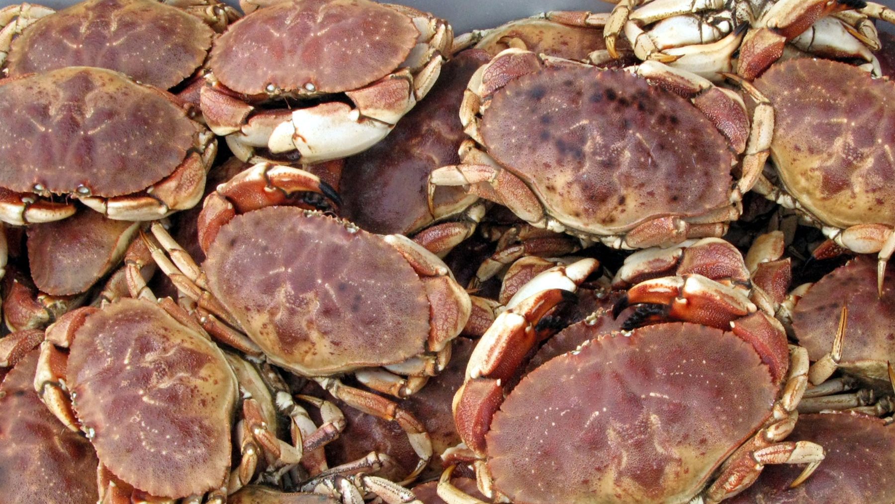 Crabs lie in a pile.