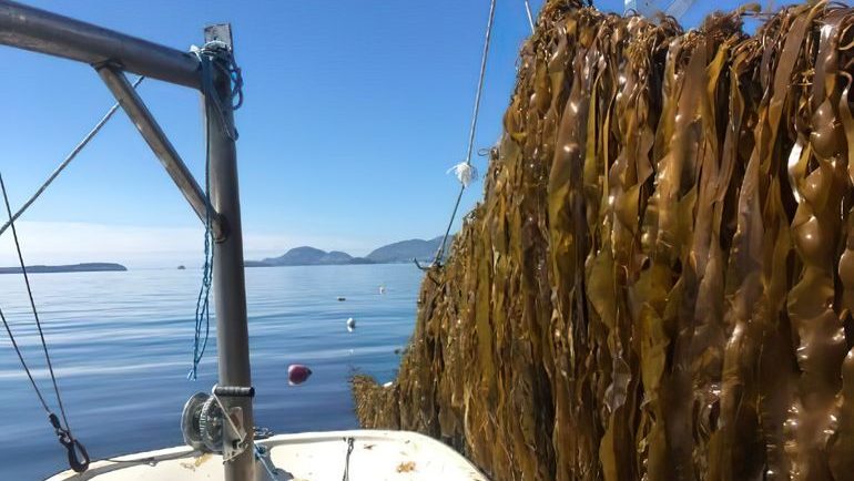 Gouldsboro aquaculture business selected for blue technology accelerator