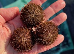 A handful of urchins.