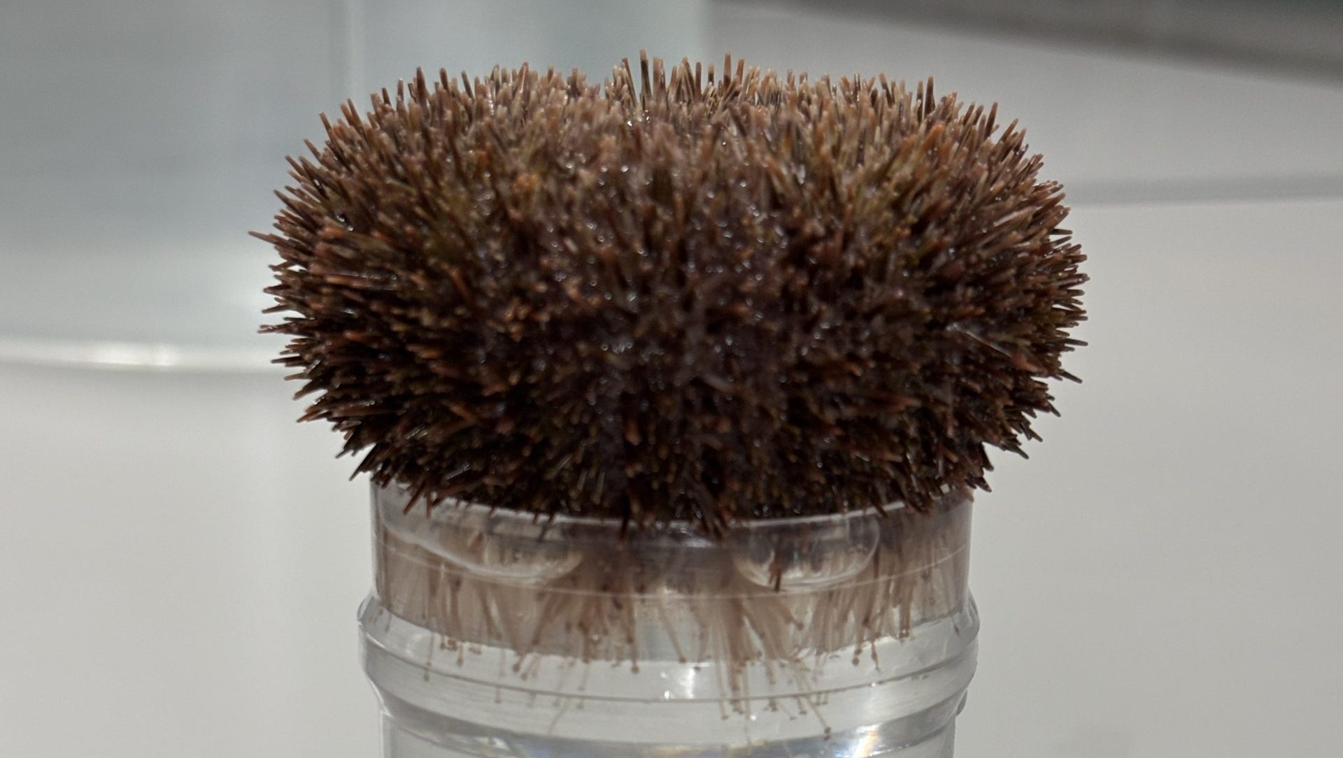 An urchin is atop a glass of water.
