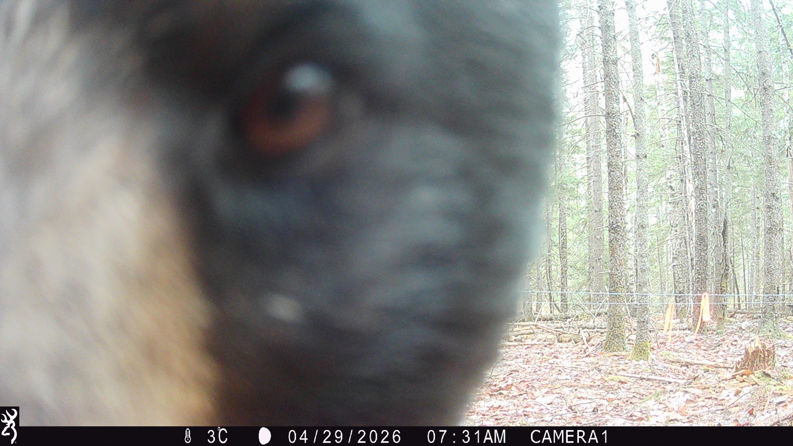 Black bear population on Mount Desert Island will get closer study