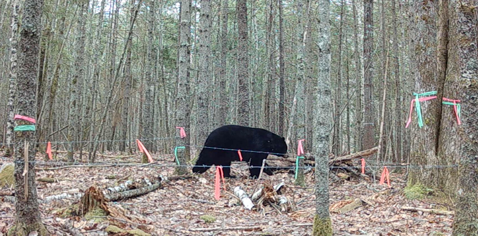 A bear is in the woods.